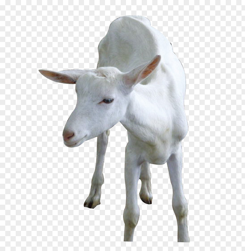 Domestic Goats Goat Sheep Cattle PNG