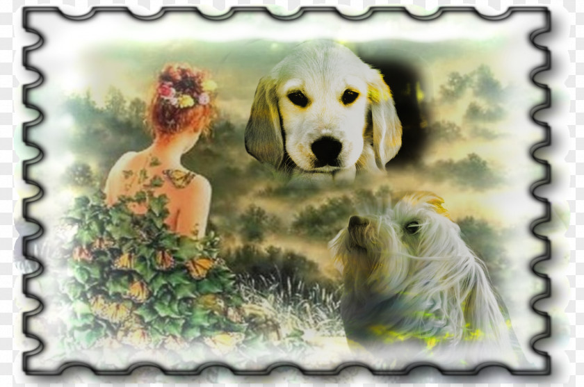 Golden Retriever Labrador Puppy Dog Breed Genuine Mediumship PNG