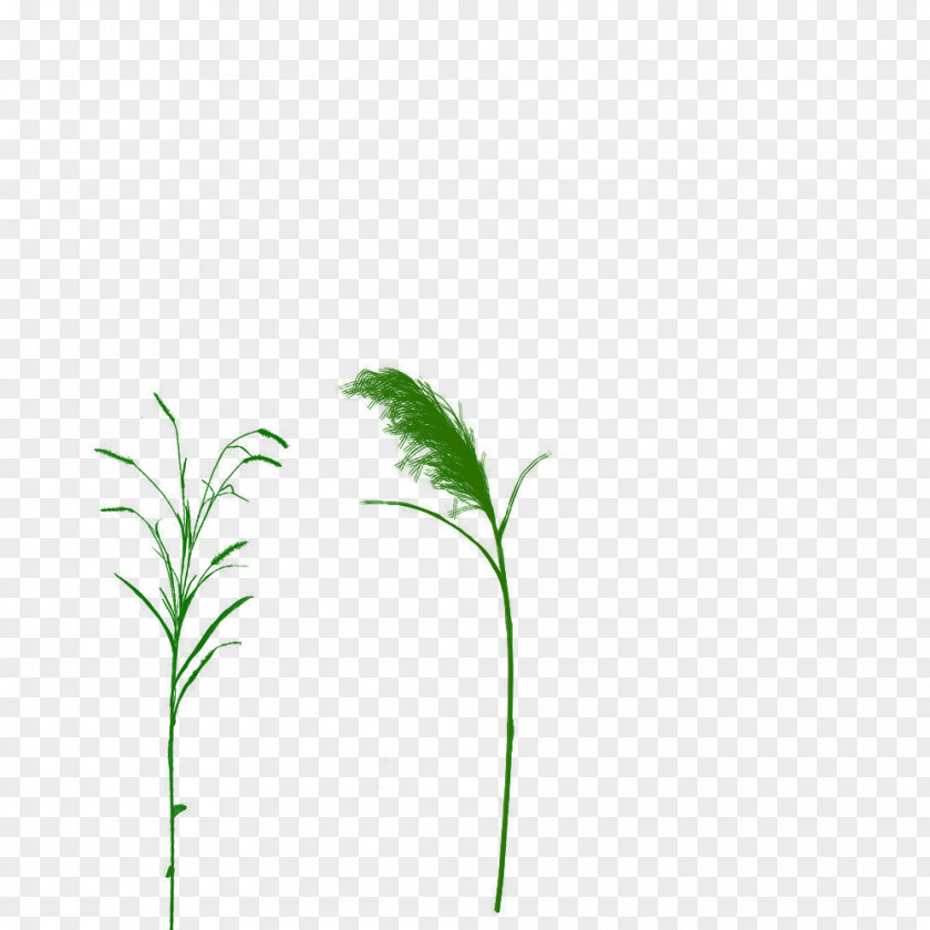 Leaf Grasses 0 Lawn Drawing PNG