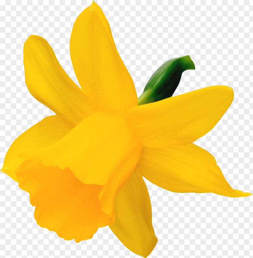 Narcissus Daffodil Clip Art PNG
