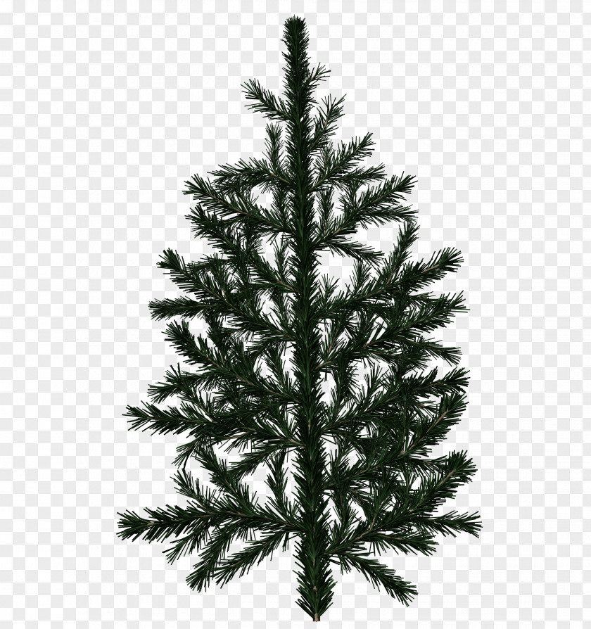 Pine Cone Tree Fir Branch Texture Mapping PNG