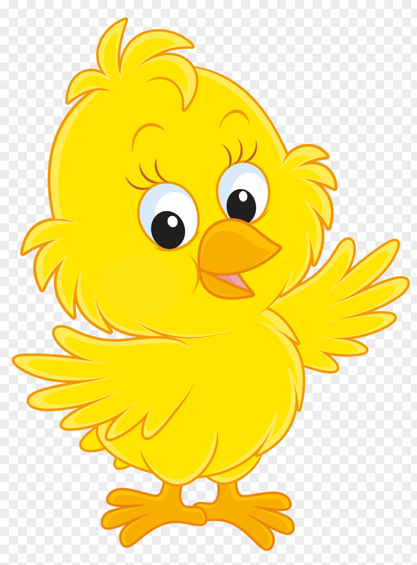 Chickens Vector Daisy Duck Donald Cartoon PNG