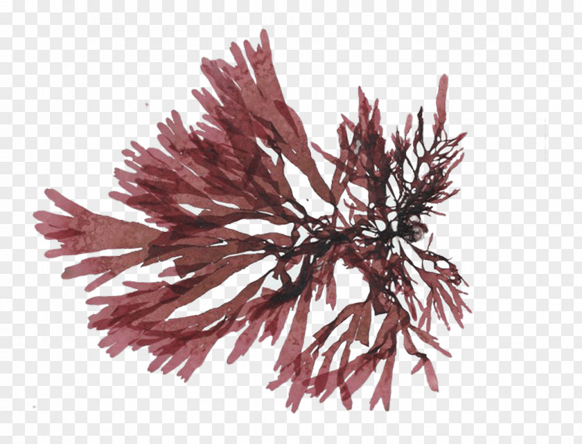 Dulse Haddock Edible Seaweed Species Crab PNG