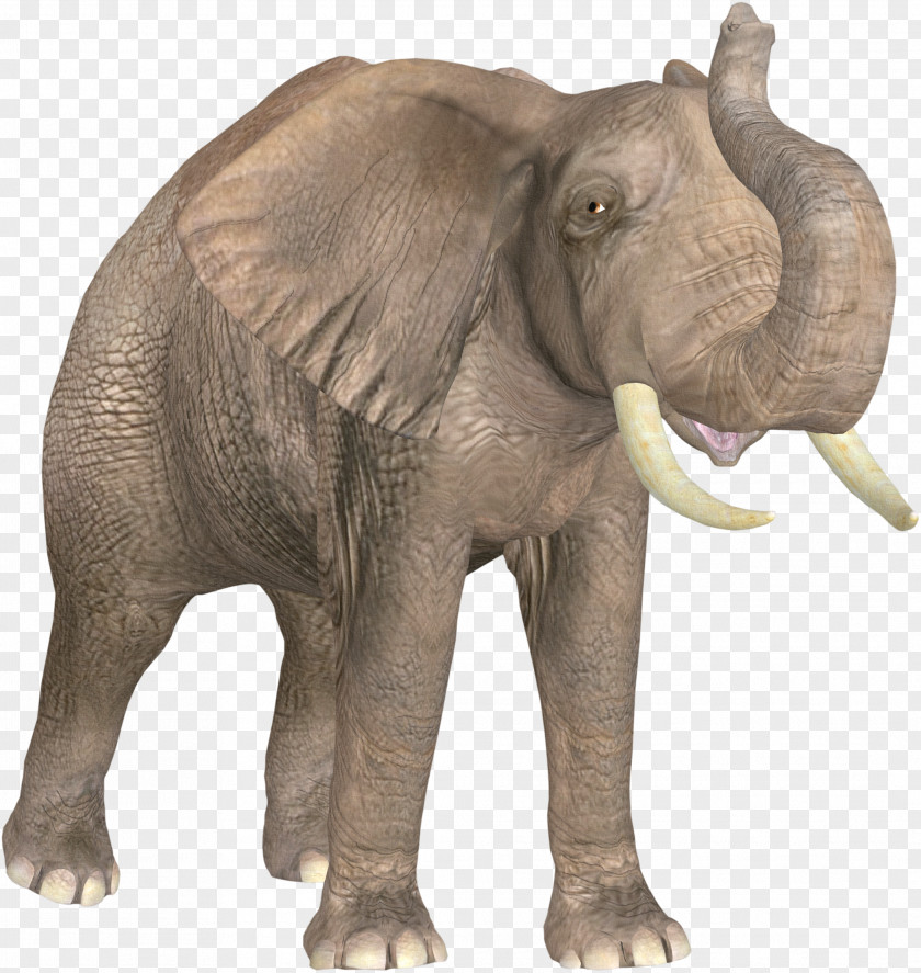 Elephant African Indian Ivory PNG
