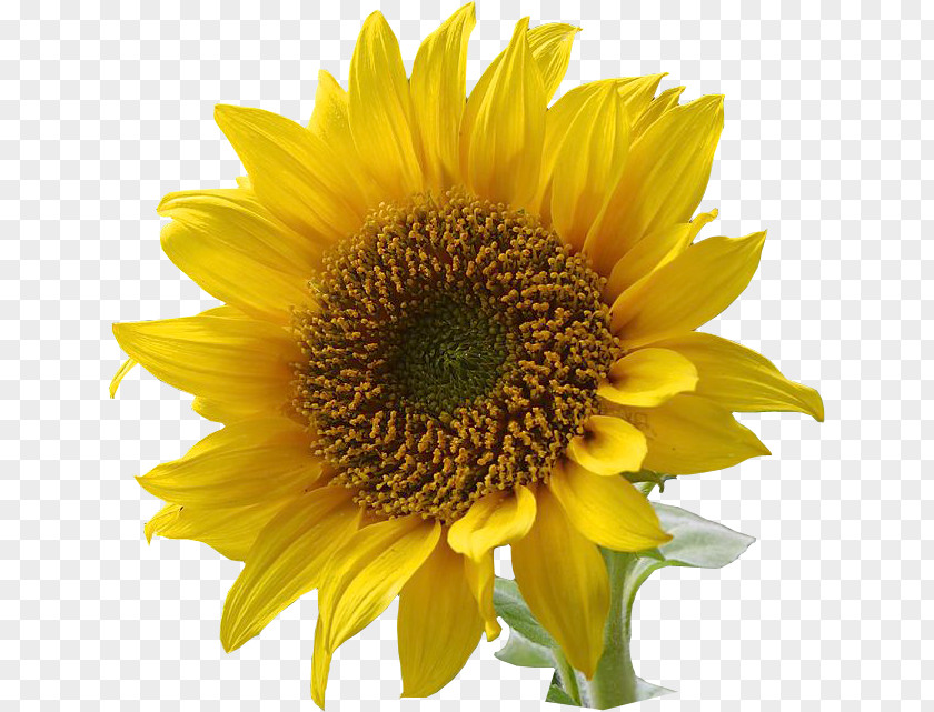 Format Images Of Sunflower Common Clip Art PNG
