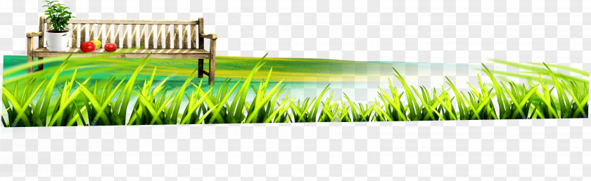 Grass Lawn Wheatgrass Energy PNG