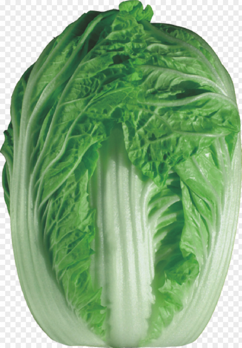 Cabbage Napa Chinese Vegetable Bok Choy PNG