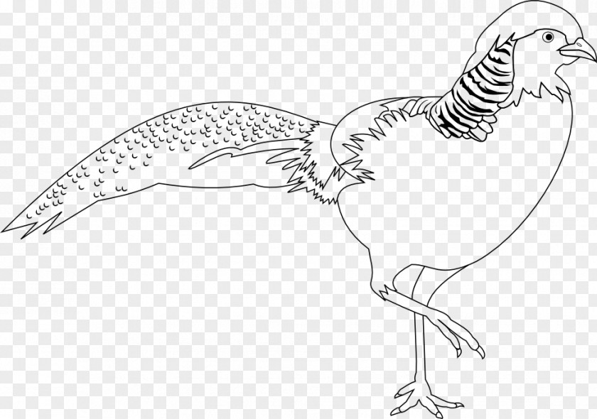 Golden Pheasant Rooster Bird Clip Art PNG