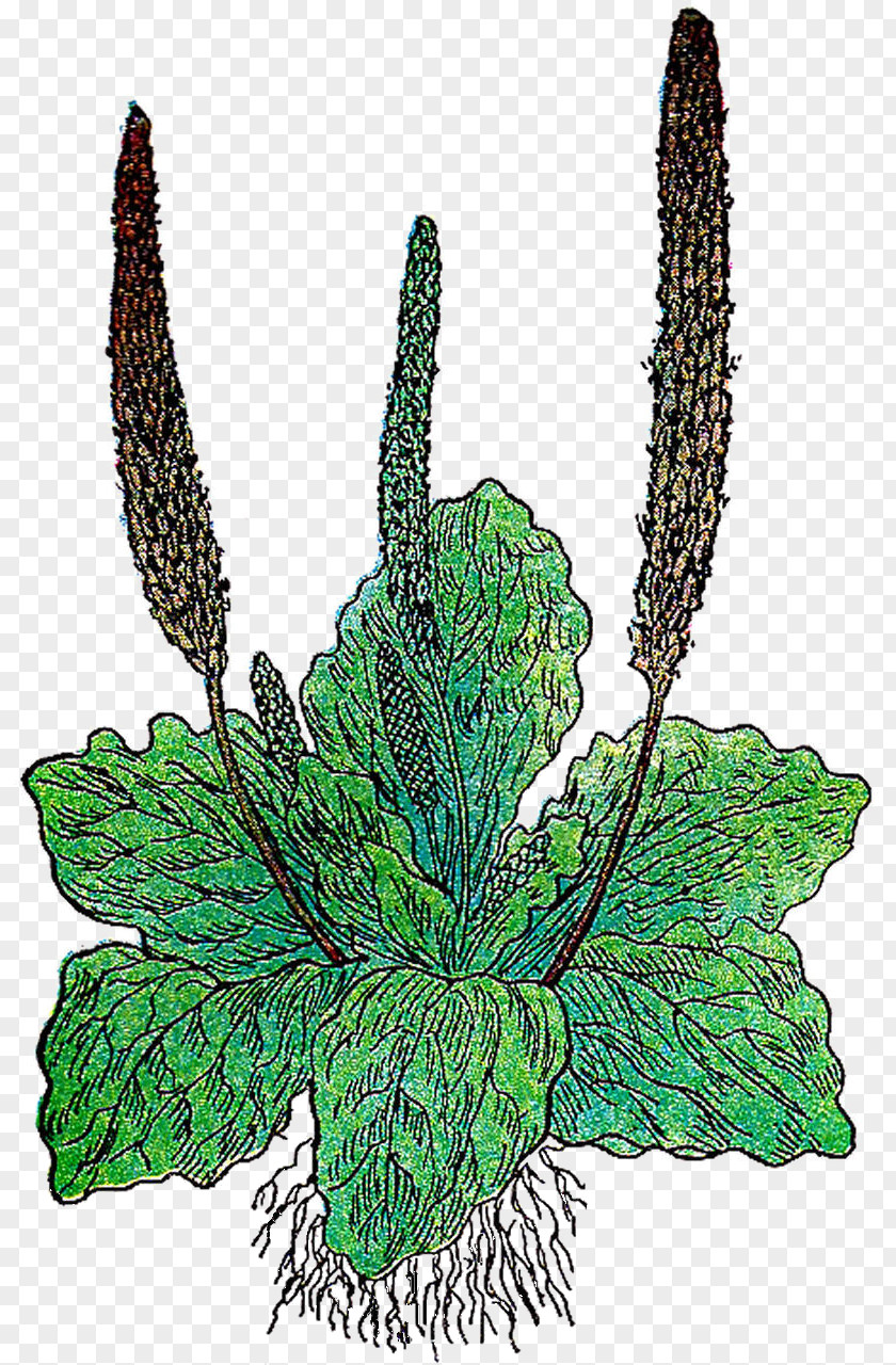 Leaf Herb Botany Banana Bread Clip Art PNG