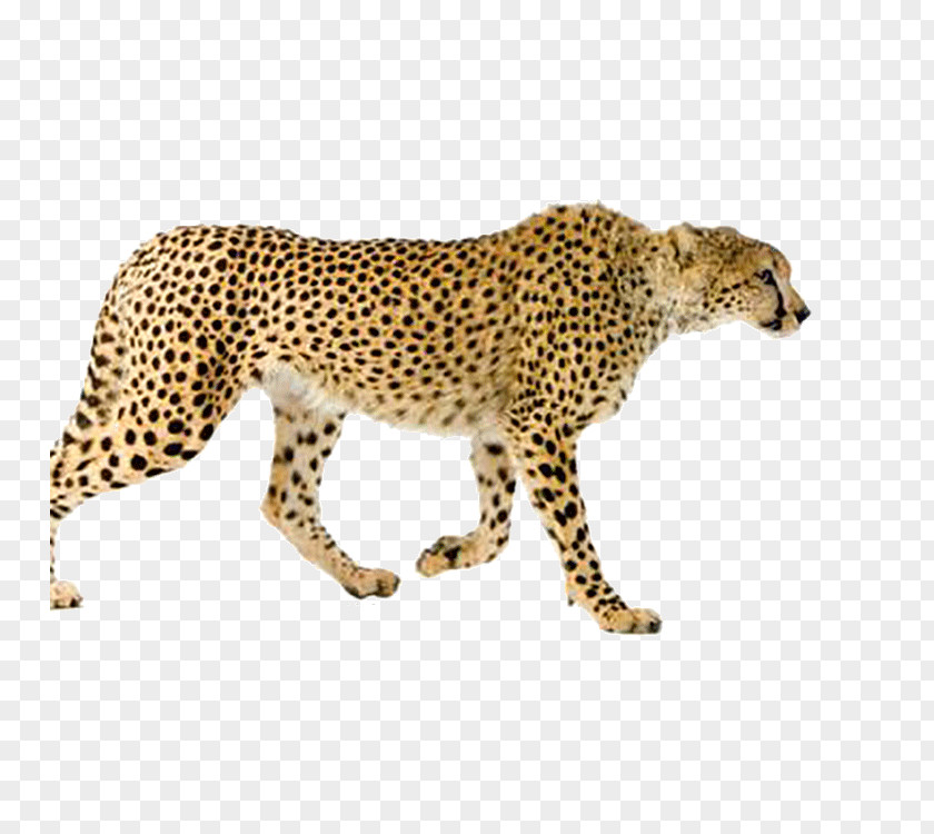 Leopard Maasai Mara Asiatic Cheetah Cat Stock Photography PNG