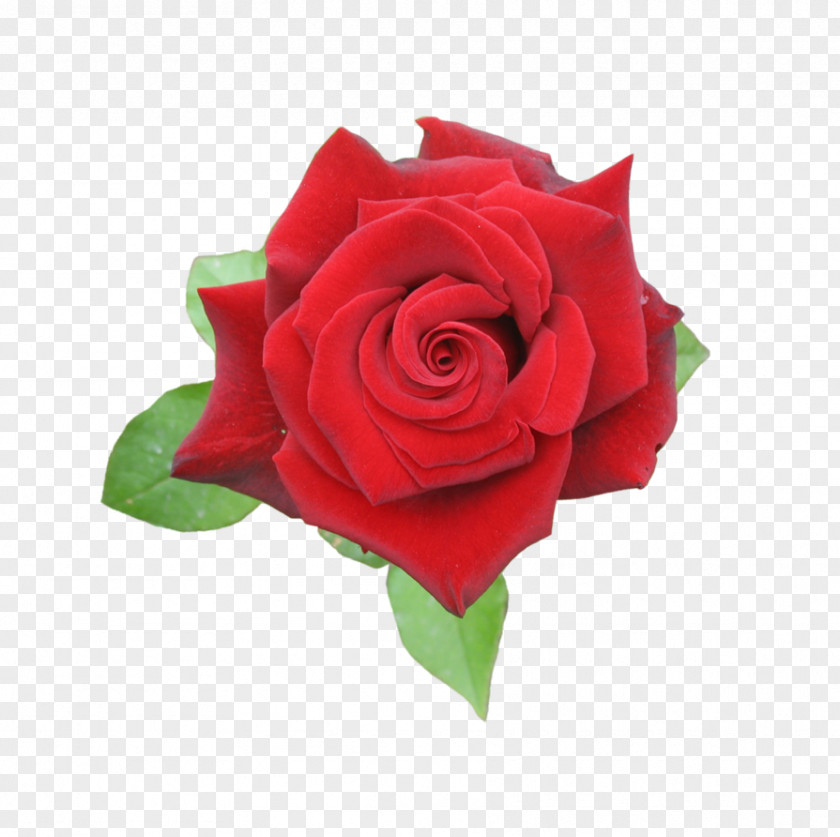 Rose Garden Roses Flower PNG