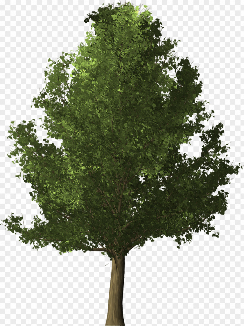 Tree Ginkgo Biloba Herb PNG