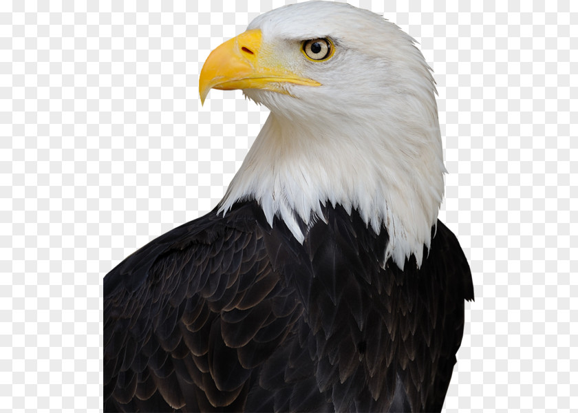 United States America's Bald Eagle Bird Endangered Species Act Of 1973 PNG