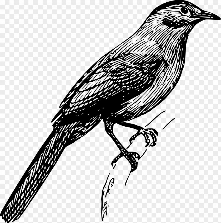 Bird American Crow Finch Sparrows Common Nightingale PNG