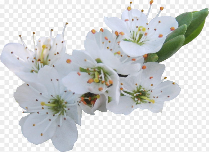 Flower Lilium Garden PNG