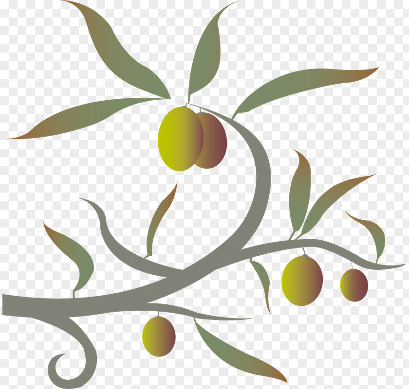 Olive Twig Plant Stem Leaf Clip Art PNG