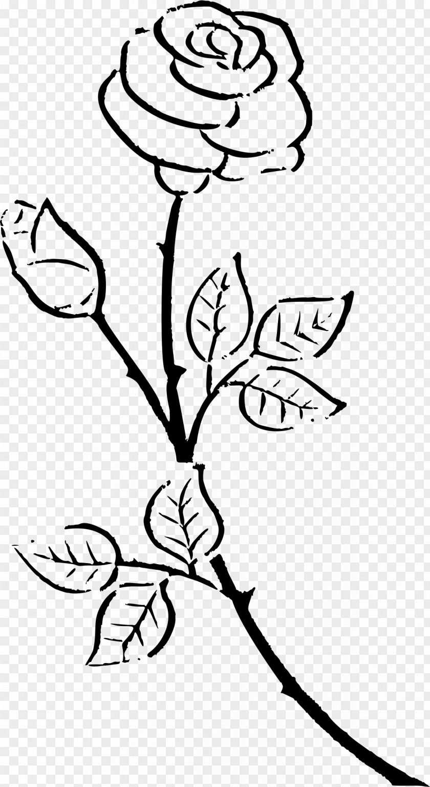 Rose Outline Download Clip Art PNG