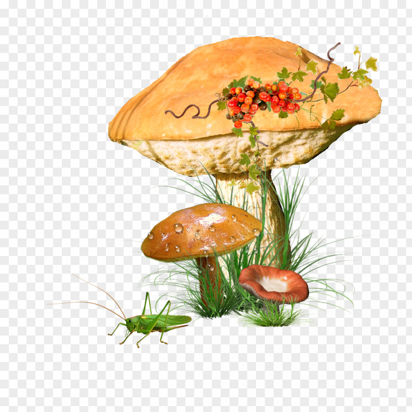Champignons Common Mushroom Clip Art Edible PNG