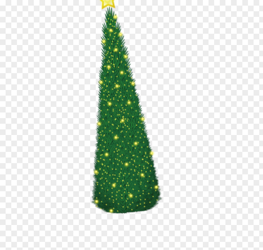Christmas Tree Fir PNG