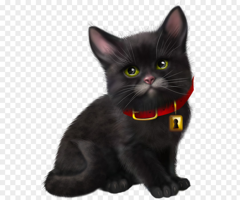 Kitten Black Cat Bombay American Wirehair Korat PNG