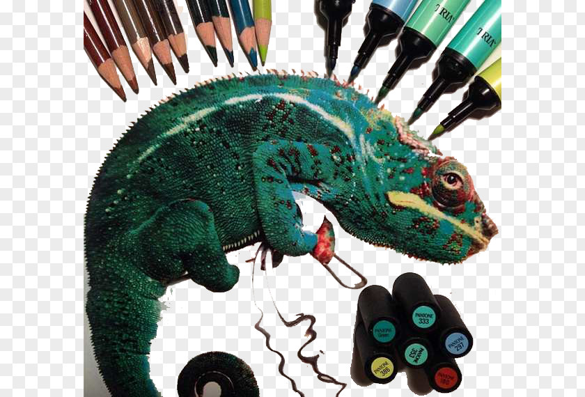 Chameleon Color Pen Drawing Hyperrealism Artist Colored Pencil PNG