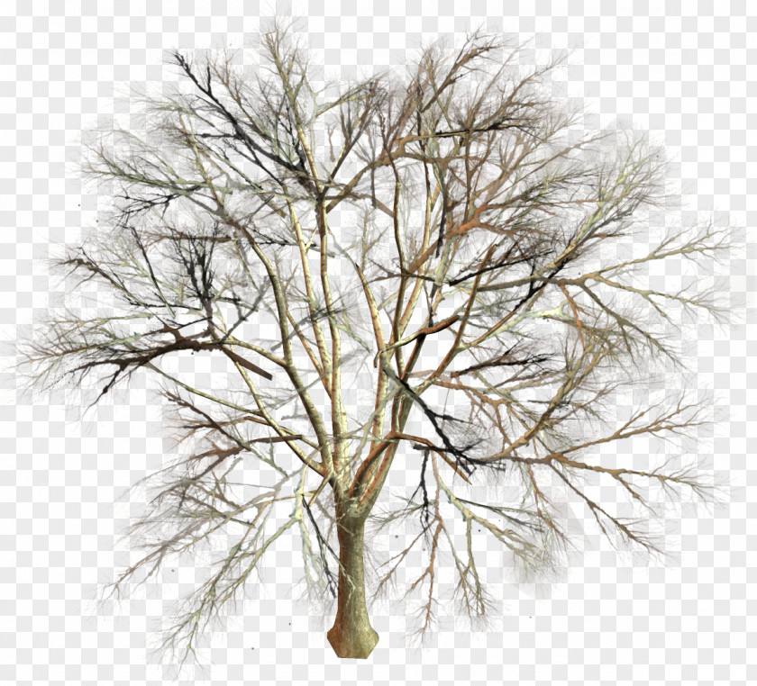Fir-tree Tree Branch Twig Clip Art PNG