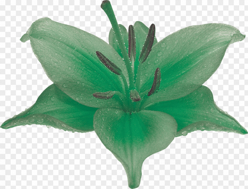 Lily Lilium Flower Photography Plant Green PNG