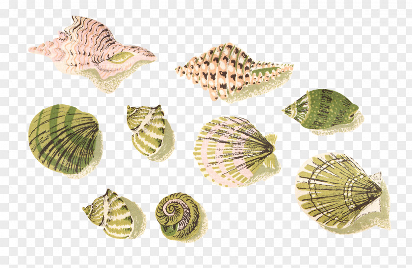 Seashell Cockle Mussel Clip Art PNG
