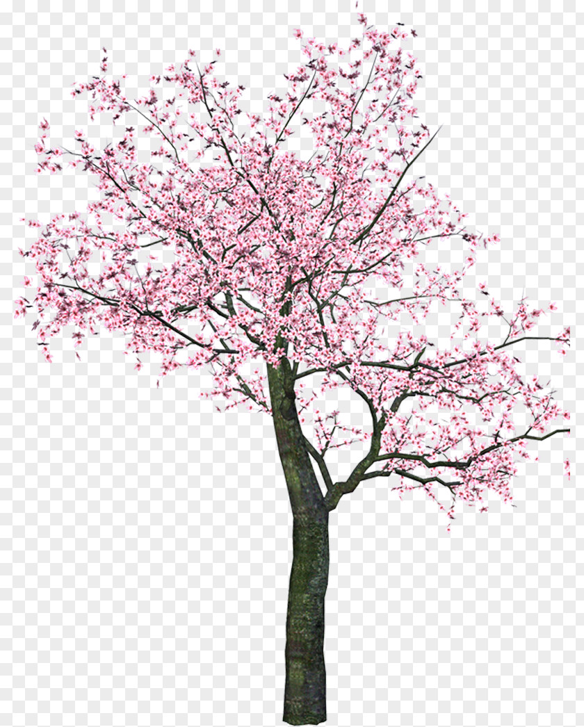 Vs Versus Blossom Tree Flower Clip Art PNG