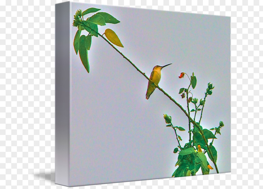 Watercolor Hummingbird Imagekind Art Poster Canvas PNG