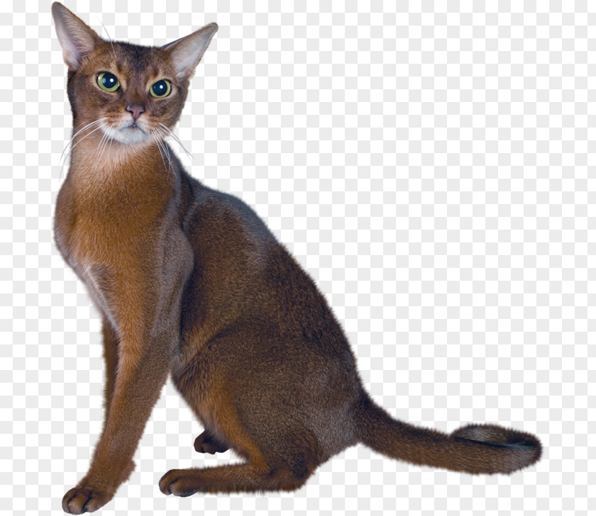 A Persian Cat Abyssinian Bombay Balinese American Shorthair PNG