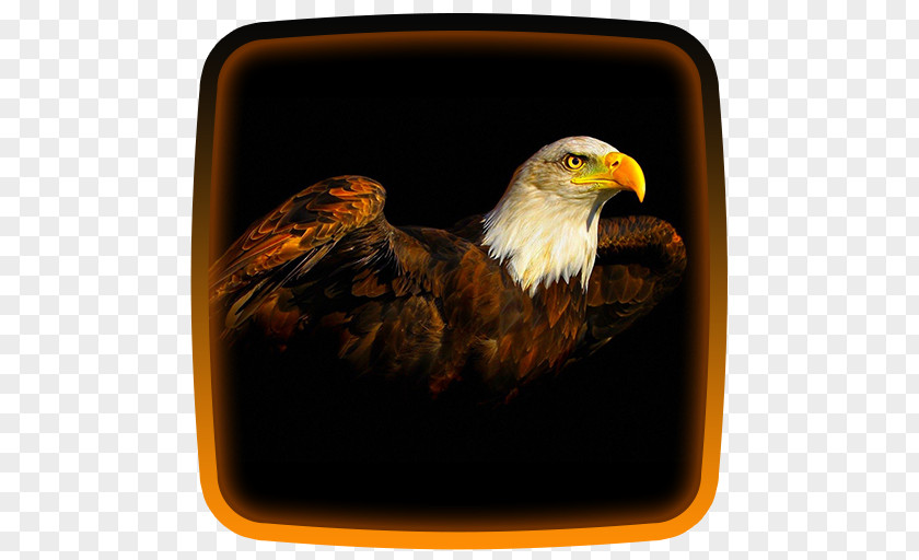 Bird Bald Eagle Desktop Wallpaper Image PNG