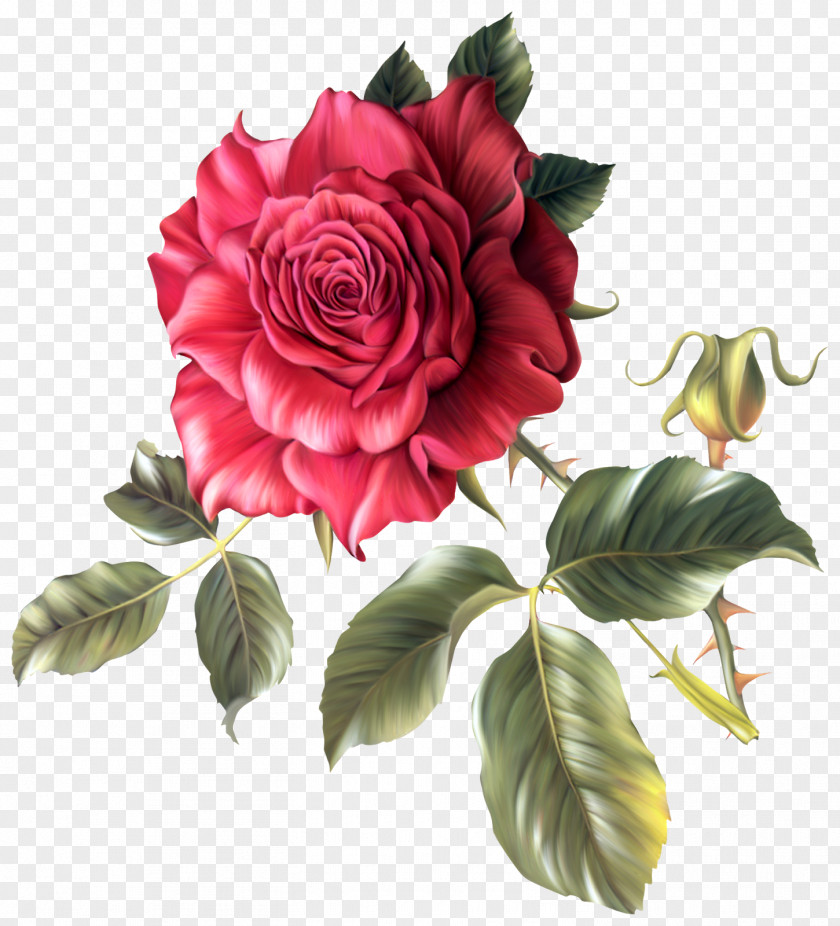 Fuchsia Frame Flower Garden Roses Clip Art PNG
