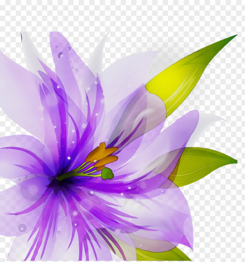 Herbaceous Plant Wildflower Purple Watercolor Flower PNG