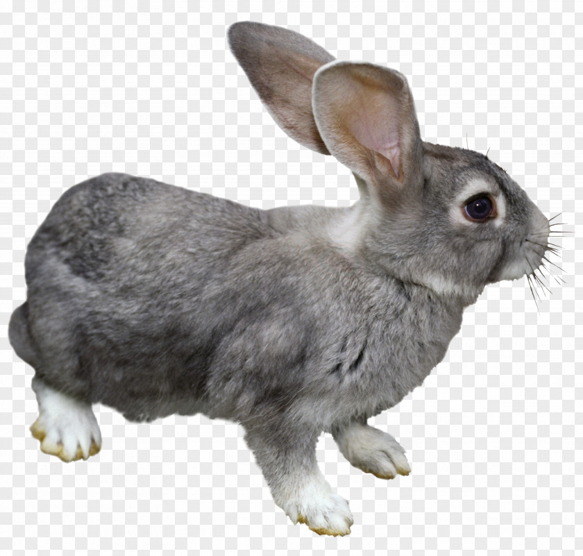 Rabbit Domestic Hare European Clip Art PNG