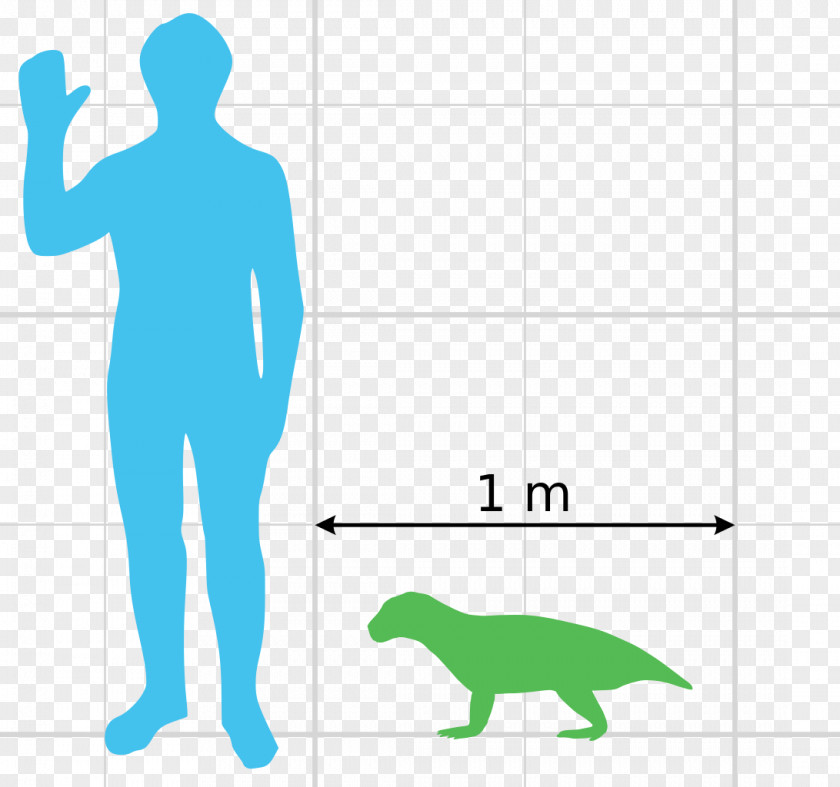 Scale Homo Sapiens Human Body Drawing Clip Art PNG