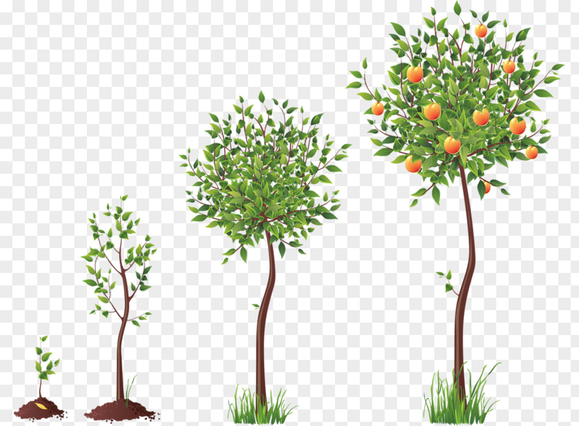 Tree Seed Clip Art PNG