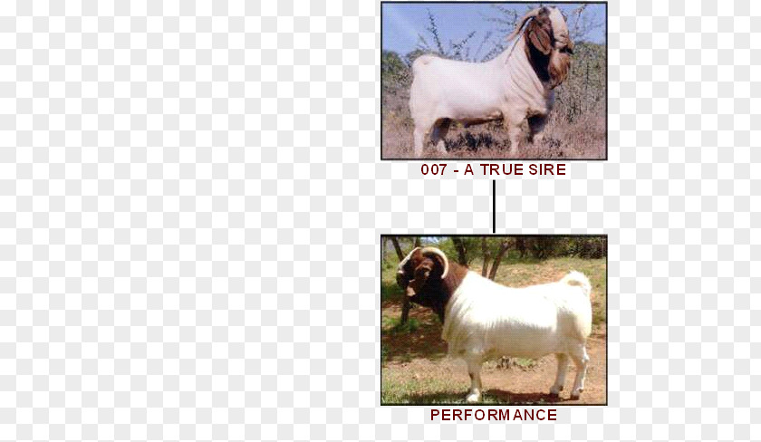 Boer Goat Dog Breed Sheep Cattle PNG