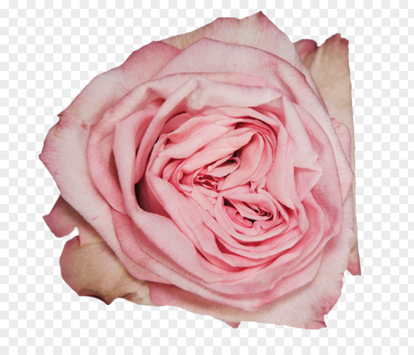 Garden Roses Cabbage Rose Floribunda Petal PNG
