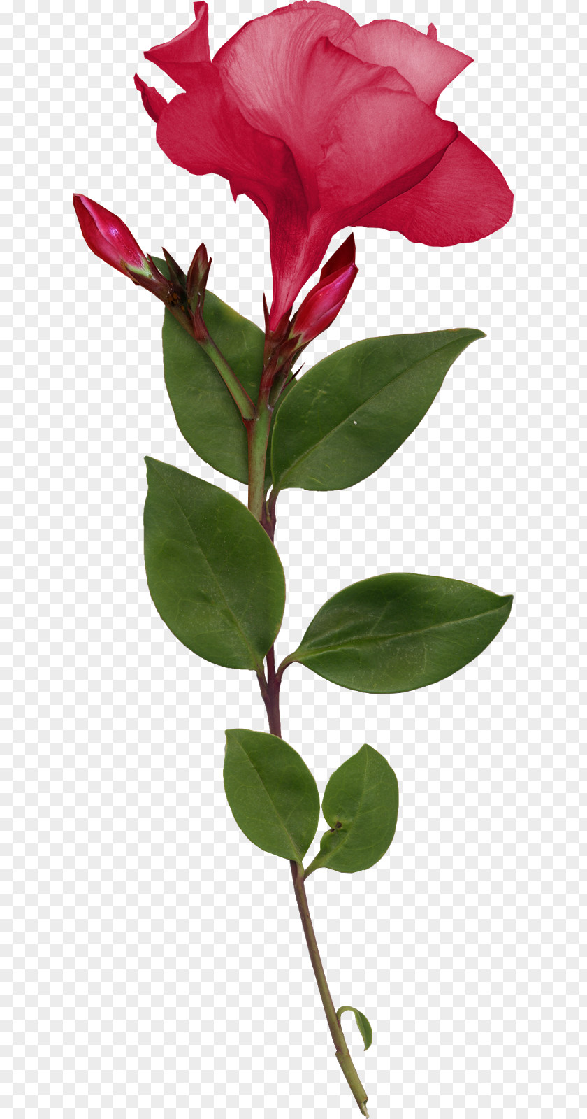 Leaf Rose Family Cut Flowers Plant Stem Bud PNG