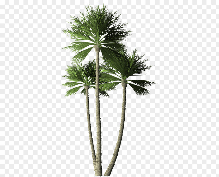 Plant Asian Palmyra Palm Arecaceae Coconut Tree PNG