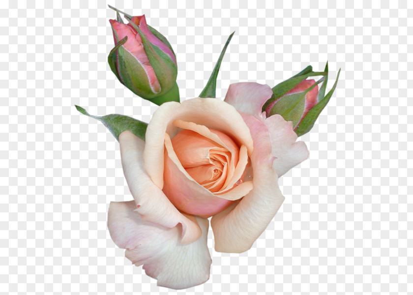 GOLD ROSE Rose Clip Art PNG
