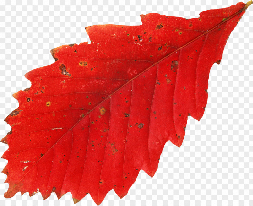 Leaf Autumn Leaves Red Tree PNG