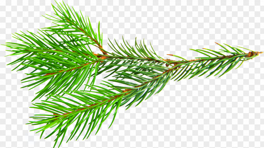 Osmanthus Branch Spruce Twig Larch PNG