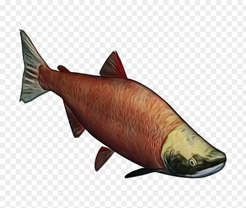 Rayfinned Fish Chub Salmon Cartoon PNG