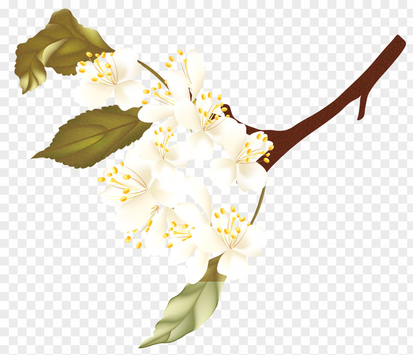 Branch Tree Floral Spring Flowers PNG