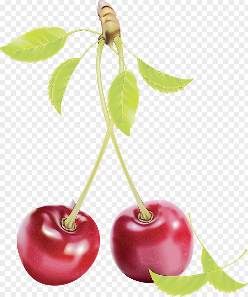 Cherry Plant Fruit Tree Leaf PNG