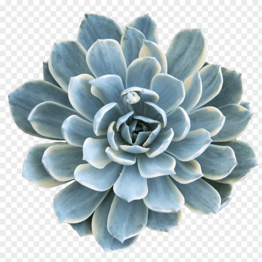 Echeveria Flower Turquoise PNG