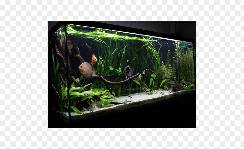 Fish Goldfish Aquariums Discus Aquascaping PNG