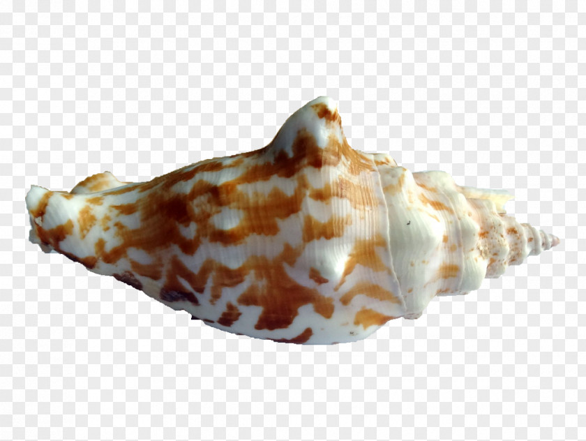 Seashell Shankha Conchology Sea Snail PNG